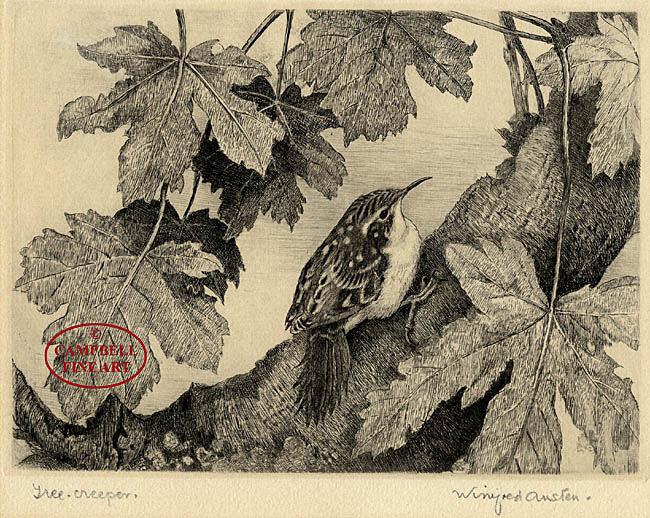 Tree-creeper by Winifred Austen 