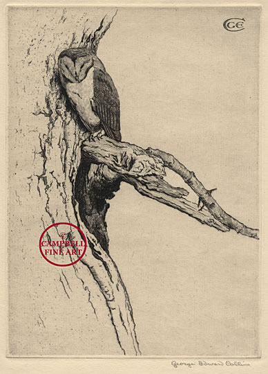 [Owl] by George Edward Collins 