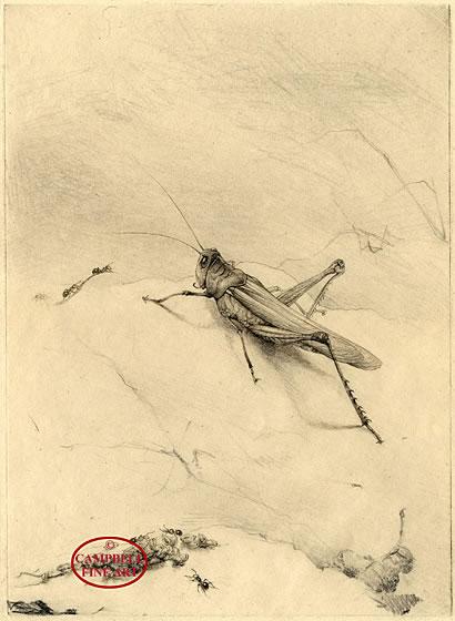 Grasshopper and Ants by Edward Julius Detmold 