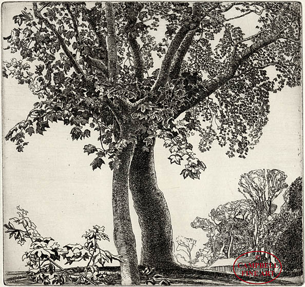 [Two Sycamore Trees] by Eleanor Mary Hughes 