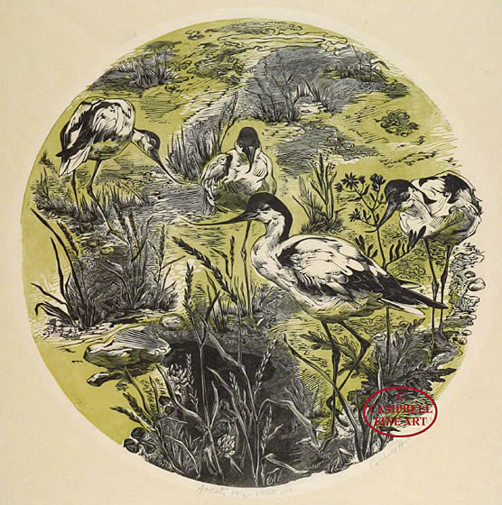 The Avocets by Gertrude Hermes 