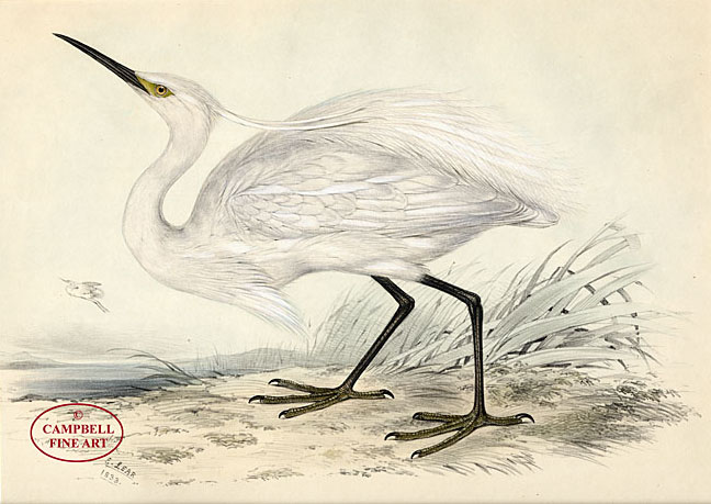 Little Egret (Ardea garzetta) by Edward Lear 