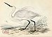 Little Egret (Ardea garzetta)